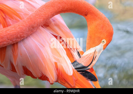 Pink Flamingo en un estanque Foto de stock