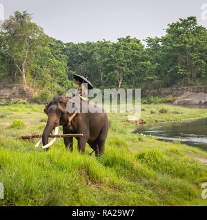 Hombre nepalés montando un elefante asiático (Elephas maximus) cerca del río Rapti en el Parque Nacional de Chitwan, Kasara Chitwan, Nepal, Asia Foto de stock