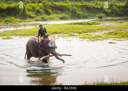 Hombre nepalés montando un elefante asiático (Elephas maximus) cruzando el río Rapti en el Parque Nacional de Chitwan, Kasara Chitwan, Nepal, Asia Foto de stock