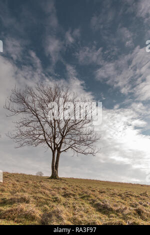 Árbol solitario en Cissbury Ring West Sussex, UK Foto de stock