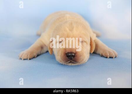 Labrador Retriever, amarillo, puppy 6 días, acostado, durmiendo, Austria Foto de stock
