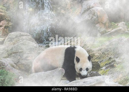 El panda gigante (Ailuropoda melanoleuca) forrajeando en frente de la cascada en la niebla Foto de stock
