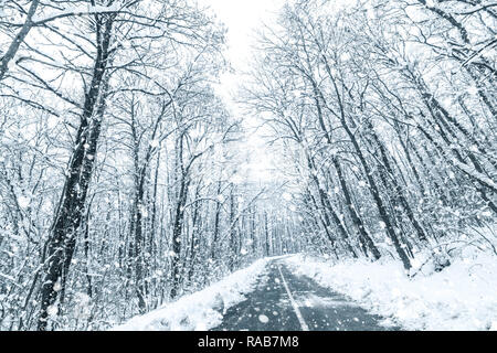 Bosque de invierno Snow Road. Forest Road ver nieve en invierno.