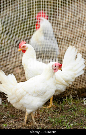 Vista cercana de tres blancas gallinas que pastan en un campo.