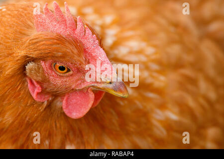 Cerca de la cabeza de una gallina marrón mientras pastan en un campo. Foto de stock