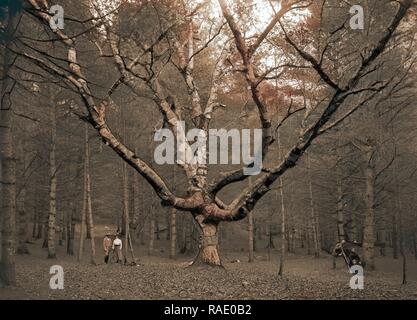 Árbol del asistente, la Catedral Woods, North Conway, montañas blancas, los  árboles, las montañas, los Estados Unidos, New Hampshire, North Conway  Fotografía de stock - Alamy