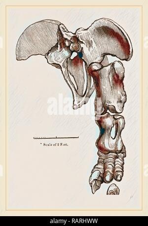 Pelvis y Hind-Leg de Megatherium. Reimagined by Gibon. Arte clásico con un toque moderno reinventado Foto de stock
