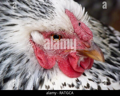 Vista de cerca de la cara emplumada de un pollo wyandotte de color plata sano, EE.UU Foto de stock