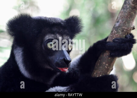 Lateralmente la foto de la madre con el bebé de Indri Indri trepar un árbol, Andasibe, Madagascar