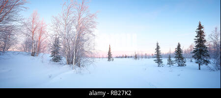 Panorama del bosque de invierno escarcha abeto rojo y el tono azul del amanecer