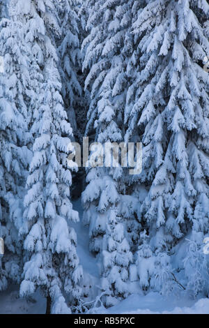 Noruega abeto rojo (Picea abies) árboles cubiertos con una gruesa capa de nieve; el invierno detalle Foto de stock
