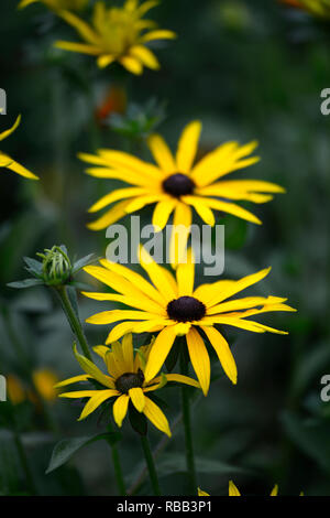 Rudbeckia fulgida var. deamii,Deam's coneflower,amarillo daisy-como flores,la floración,perenne,RM Floral Foto de stock