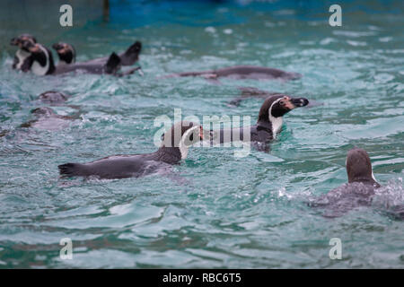 Piscina de pingüinos de Humboldt en el zoológico de Chessington Mundo de Aventuras Foto de stock