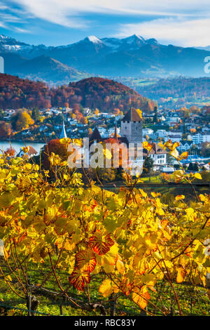 Castillo de Spiez y viñedos, Berner Oberland, Suiza Foto de stock