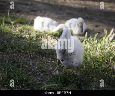 Patos pequeños cachorros en parque natural, animales y paisaje