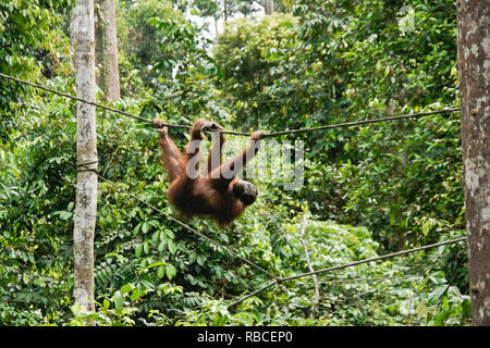 Orangután Bornean colgando del cable en el bosque en el Centro de Rehabilitación de Sepilok Orang Utan, Sandakan, Sabah (Borneo), Malasia Foto de stock