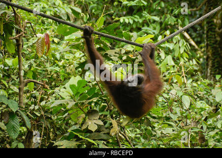 Orangután Bornean colgando del cable en el bosque en el Centro de Rehabilitación de Sepilok Orang Utan, Sandakan, Sabah (Borneo), Malasia Foto de stock