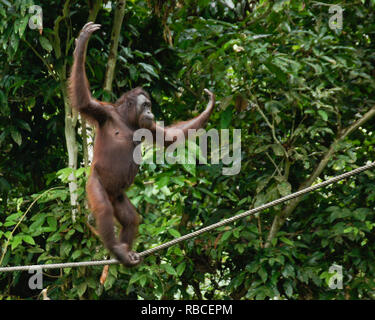 Orangután Bornean caminando sobre el cable en el bosque en el Centro de Rehabilitación de Sepilok Orang Utan, Sandakan, Sabah (Borneo), Malasia Foto de stock