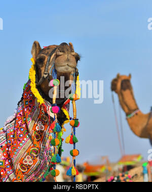 Cabeza de camello decorado con mayor Rann de Kutch, Gujarat, India Foto de stock