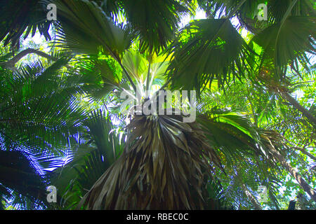 Tuerca y árbol del coco de mer, una rara especie de palmera nativa del archipiélago de las Seychelles en el Océano Índico. Foto de stock
