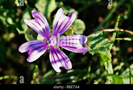 Una flor brillante de la malva común , pétalos púrpura con rayas de color púrpura oscuro ,fuera de foco antecedentes Foto de stock