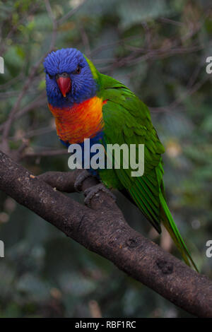 Una bonita foto de un arco iris (Trichoglossus moluccanus lorikeet) sentado en una rama