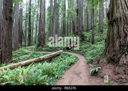 El árbol de Boy Scouts sendero serpentea a través de un salvaje viejo crecimiento secuoya (Sequoia sempervirens) bosque en Jedediah Smith Redwoods State Park. Foto de stock