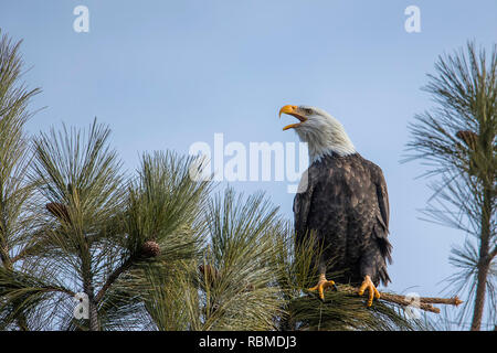Una majestuosa águila calva americana está encaramado en una rama contra un cielo azul llamando en el norte de Idaho.