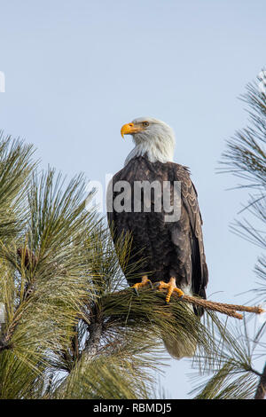 Una majestuosa águila calva americana está encaramado en una rama contra un cielo azul en el norte de Idaho. Foto de stock