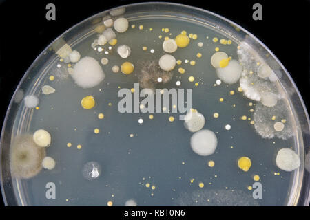 Cerca de bacterias y hongos que crecen en una placa de Petri.