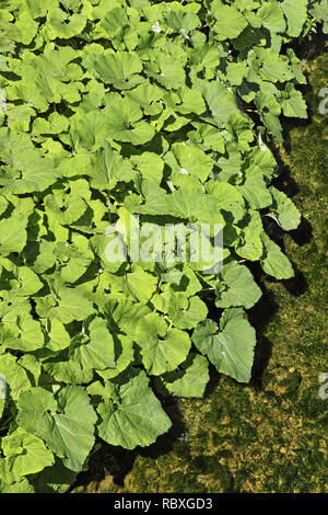 Alfombra de hojas de butterbur en la orilla de un arroyo Foto de stock