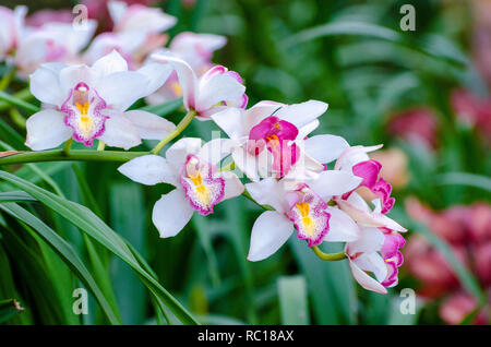 Cymbidium sp rosa y blanco flores orquídeas Foto de stock