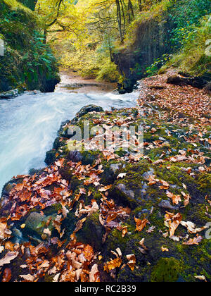 Un otoño caída vista del río Nedd fechan en el Parque Nacional de Brecon Beacons. Foto de stock