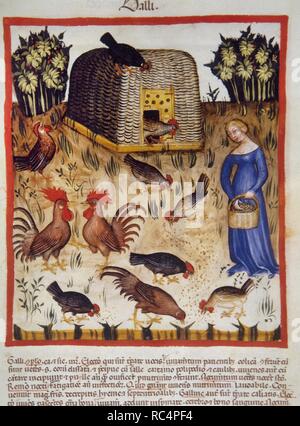 Tacuinum Sanitatis. Siglo 14. Manual medieval de salud. Gallos. El folio 65r. Foto de stock