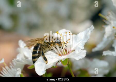 Miel de abejas (Apis mellifera) recogiendo polen, Ucrania, Europa oriental