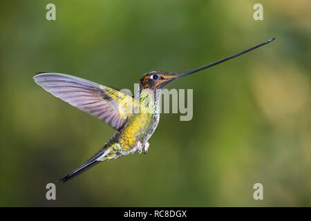Espada (Ensifera ensifera facturó hummingbird) en vuelo, volando, bosque lluvioso, bosque nuboso, en el norte de Ecuador, Ecuador Foto de stock