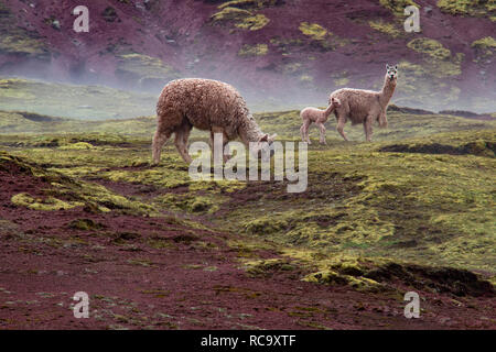 Alpacas en el maravilloso Valle de rojo, Cusco, Perú Foto de stock