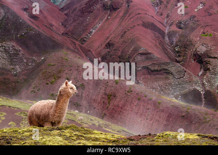 Alpacas en el maravilloso Valle de rojo, Cusco, Perú Foto de stock