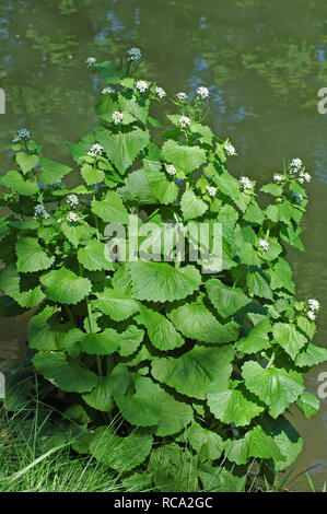 Alliaria petiolata ajo, mostaza, creciendo en Chichester Canal de barcos.