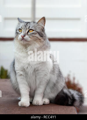 Retrato de un hermoso gato de pelo largo, blanco y gris, con ojos amarillos. Foto de stock