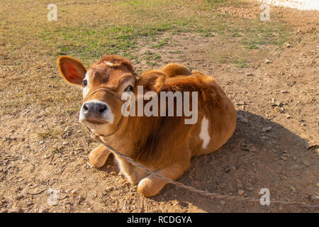 Ternero vaca ajuste fuera del establo y mirando hacia la cámara Foto de stock