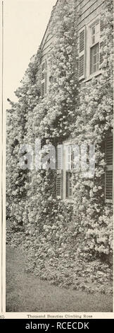 . Dingee guía para el cultivo de rosas : 1850 1912. •-^^^-^^Dingee iiSdl&amp;Conard Ga^st Grove.PaJ *mil bellezas ^^^^ff (TAUSENDSCHON) La escalada más sensacional Rose han introducido, ni siquiera salvo Ram- bler carmesí. Un solo racimo de flores es un ramo en sí, de ahí el nombre muy apropiado, "mil bellezas." Florece profusamente desde el comienzo de Junio hasta la última de julio, Las flores aparecen en grandes grupos (de 10 a 15 en un clúster), son de espléndida talla y bastante doble. Los colores van desde deli- cate bálsamo para licitar subió a través de la inter- mediación Sombras luminosas habitaciones Foto de stock