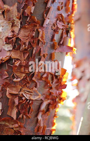 Acer griseum. Pelar la corteza del árbol de arce Paperbark iluminadas por el sol de invierno, REINO UNIDO Foto de stock