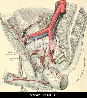 Die Descriptivo Topographische Anatomie Des Menschen Und Anatomia 524 Arteria Hypogastrica A R Ofr Lt U 735 Verastlunar Beckenarterien Verlauf Und Der Die Beckenarterie Art Hypogastrica Gelangt Vor Der Articulatio Sacroiliaca En Das Kleine