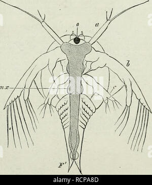 . Elementos de la anatomía comparativa. Fig. 117. Nauplius de un copépodo (Cyclops), una h c Apéndices. Forma del cuerpo. § 183. Entre los crustáceos la etapa más sencilla de ese cuerpo de artrópodos- es visto en el Nauplius-form (Fig. 117). Sin segmentar el cuerpo lleva varios pares de apéndices. El cuerpo sólo se convierte en segmentadas por un proceso gradual de joya- matiouj que tiene muchos puntos de blance resem- al proceso que trae consigo en la mayoría de los metamerism annulata. La mayoría de la porción anterior del cuerpo de los Nauplius que lleva la primera apéndices constituye el segmento cefálica; la parte posterior Foto de stock