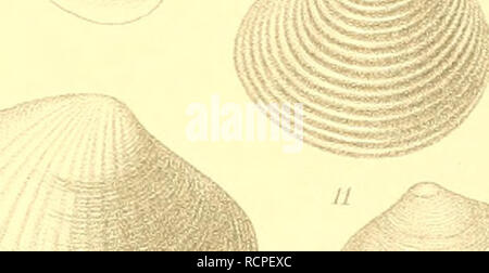 . Die antarktischen und Schnecken Muscheln. Los moluscos. Â . :. Xviii. m 10 11 15 13. Por favor tenga en cuenta que estas imágenes son extraídas de la página escaneada imágenes que podrían haber sido mejoradas digitalmente para mejorar la legibilidad, la coloración y el aspecto de estas ilustraciones pueden no parecerse perfectamente a la obra original. Thiele, Johannes, 1860-1935; Deutsche SÃ¼dpolar-Expedition (1901-1903). Berlin : G. Reimer