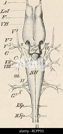 . Elementos de la anatomía comparada de los vertebrados. Anatomía Comparada de los Vertebrados; -- la anatomía. Jt. FIG. 117.-CEREBRO DE Salamandra maculosa. (A, B, dorsal, ventral vista.) VH, los hemisferios cerebrales, marcados por un surco (F) de los lóbulos olfativos (lol); ZH, thalamencephalon, con la glándula pineal (Z) y el ingrowth del plexo coroideo en la cara dorsal, el infundíbulo (/??/), y el cuerpo pituitario (H) ; ME, Lóbulos ópticos ; HH, cerebelo, bulbo raquídeo NH ; ; Frh, cuarto ventrículo ; R ; /, médula espinal, nervio olfativo; //, nervio óptico, con su chiasma ; Hola, oculomotora ; I7&Quot Foto de stock