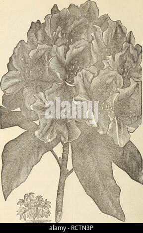 . Catálogo descriptivo de la lectura de vivero. Viveros (horticultura) Catálogos de Massachusetts; viveros Catálogos de Massachusetts; frutas; Arbustos Catálogos de Massachusetts Massachusetts Massachusetts Catálogos catálogos; Árboles perennes; catálogos de Massachusetts. 24 Catálogo de vivero, la lectura de la misa. J. W. Manning, titular.. KUODODEXDItOX planta y flor. Por favor tenga en cuenta que estas imágenes son extraídas de la página escaneada imágenes que podrían haber sido mejoradas digitalmente para mejorar la legibilidad, la coloración y el aspecto de estas ilustraciones pueden no parecerse perfectamente a la obra original. Vivero de lectura (Re