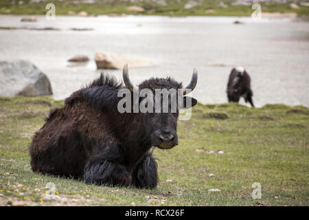 Los yaks domésticos en la región de Ladakh, en el norte de la India Foto de stock