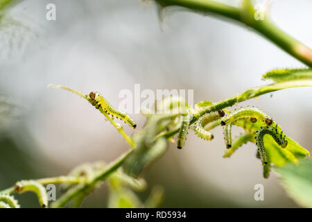Caterpillar amarillo verde pardusco con manchas negras - Las larvas de la mosca macro deja Foto de stock